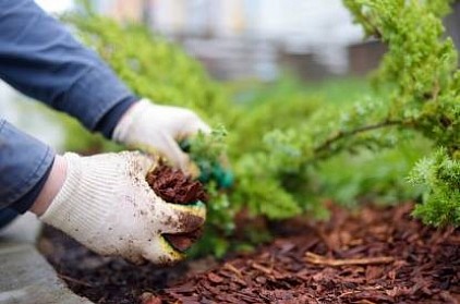 tree mulching Sydney