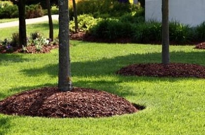 tree mulching Sydney